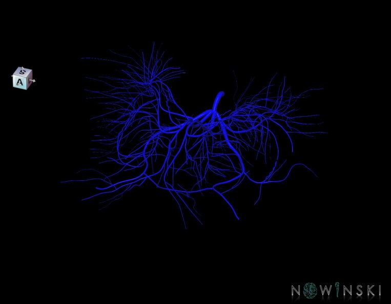 G1.T16.6.V7.C1.L0.Deep_cerebral_veins.tiff