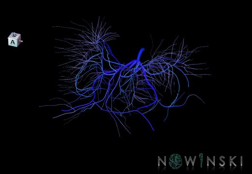 G1.T16.6.V7.C2.L0.Deep cerebral veins