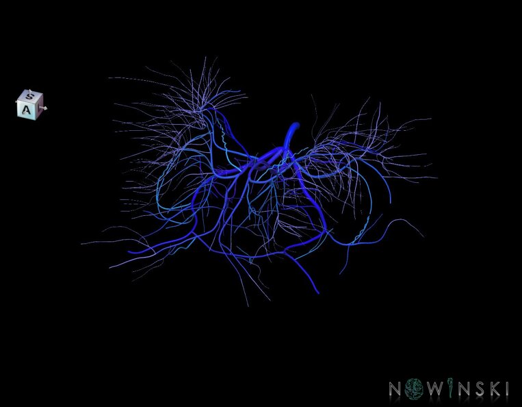 G1.T16.6.V7.C2.L0.Deep_cerebral_veins.tiff