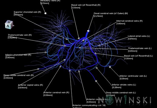 G1.T16.6.V7.C2.L3.Deep cerebral veins
