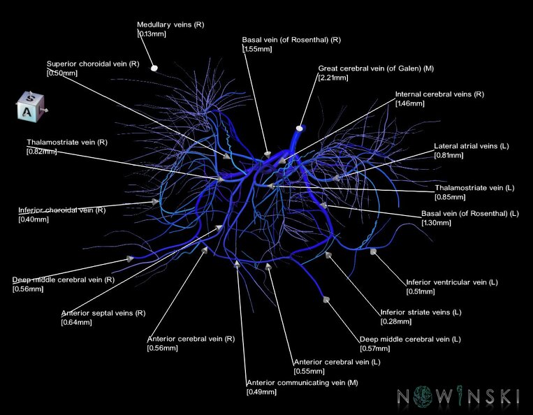 G1.T16.6.V7.C2.L3.Deep_cerebral_veins.tiff