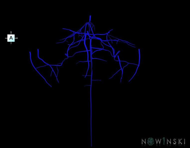 G1.T16.7.V1.C1.L0.Posterior_fossa_veins.tiff