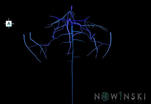 G1.T16.7.V1.C2.L0.Posterior fossa veins