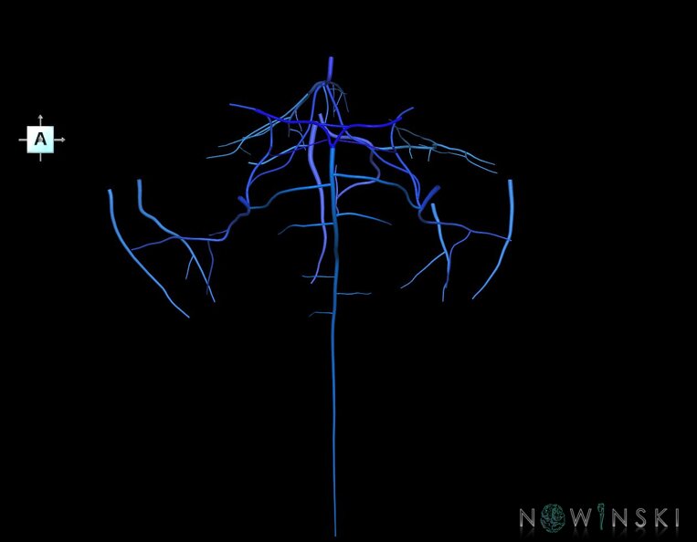 G1.T16.7.V1.C2.L0.Posterior_fossa_veins.tiff