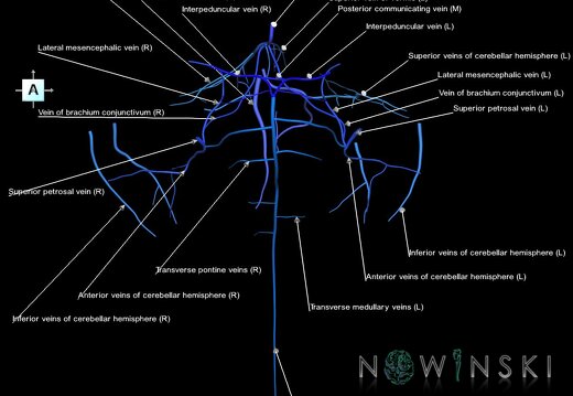 G1.T16.7.V1.C2.L1.Posterior fossa veins