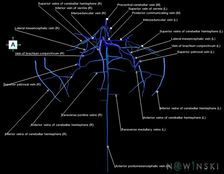 G1.T16.7.V1.C2.L1.Posterior_fossa_veins.tiff
