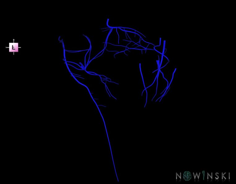 G1.T16.7.V2.C1.L0.Posterior_fossa_veins.tiff