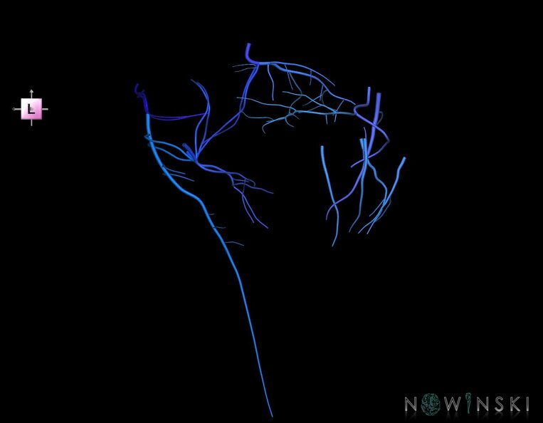 G1.T16.7.V2.C2.L0.Posterior_fossa_veins.tiff