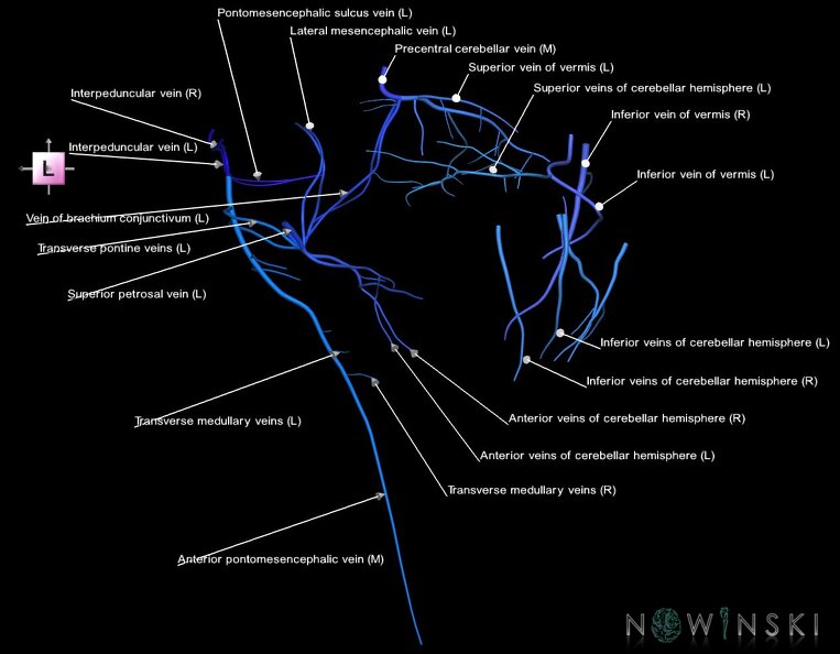 G1.T16.7.V2.C2.L1.Posterior_fossa_veins.tiff