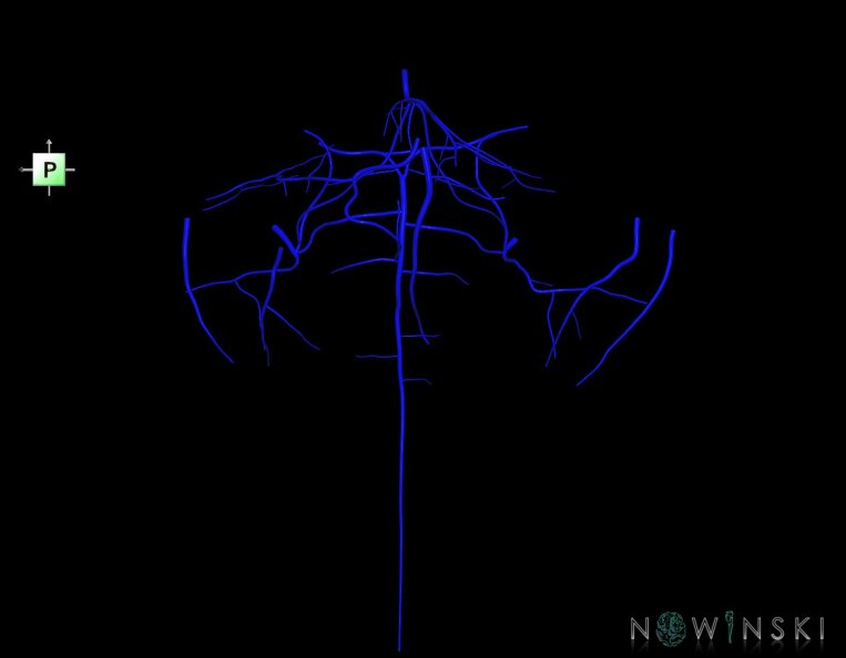 G1.T16.7.V3.C1.L0.Posterior_fossa_veins.tiff