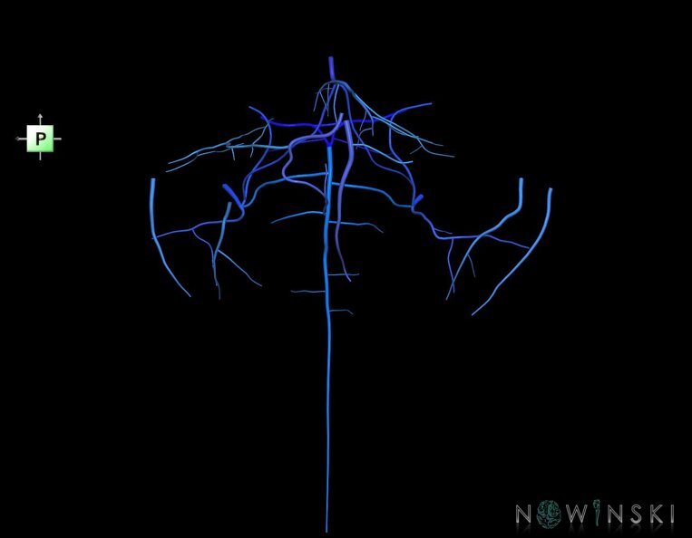 G1.T16.7.V3.C2.L0.Posterior_fossa_veins.tiff