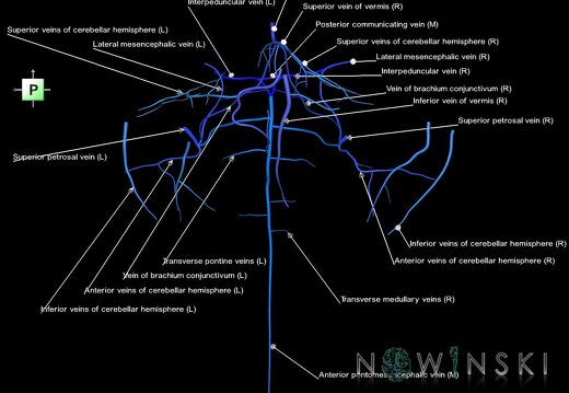 G1.T16.7.V3.C2.L1.Posterior fossa veins