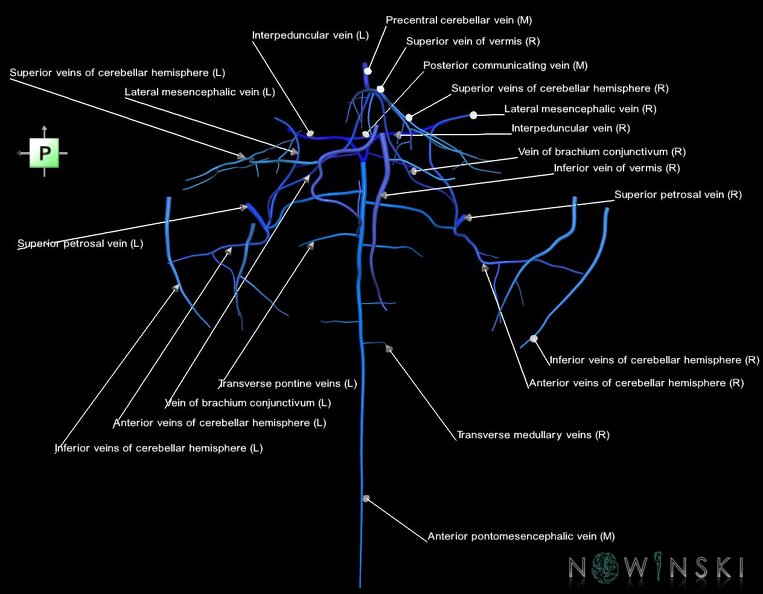 G1.T16.7.V3.C2.L1.Posterior_fossa_veins.tiff