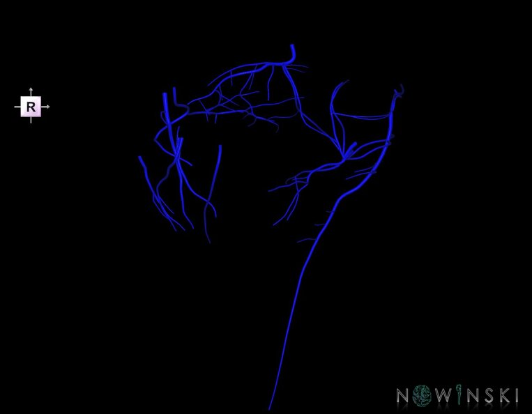 G1.T16.7.V4.C1.L0.Posterior_fossa_veins.tiff