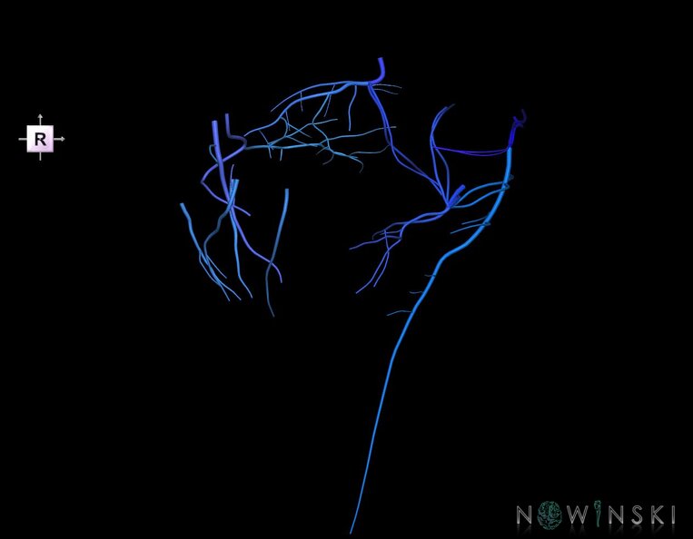 G1.T16.7.V4.C2.L0.Posterior_fossa_veins.tiff