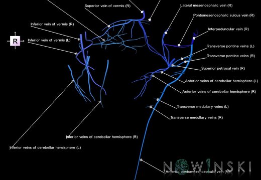 G1.T16.7.V4.C2.L1.Posterior fossa veins