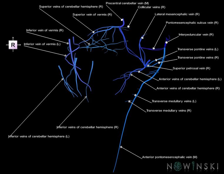 G1.T16.7.V4.C2.L1.Posterior_fossa_veins.tiff