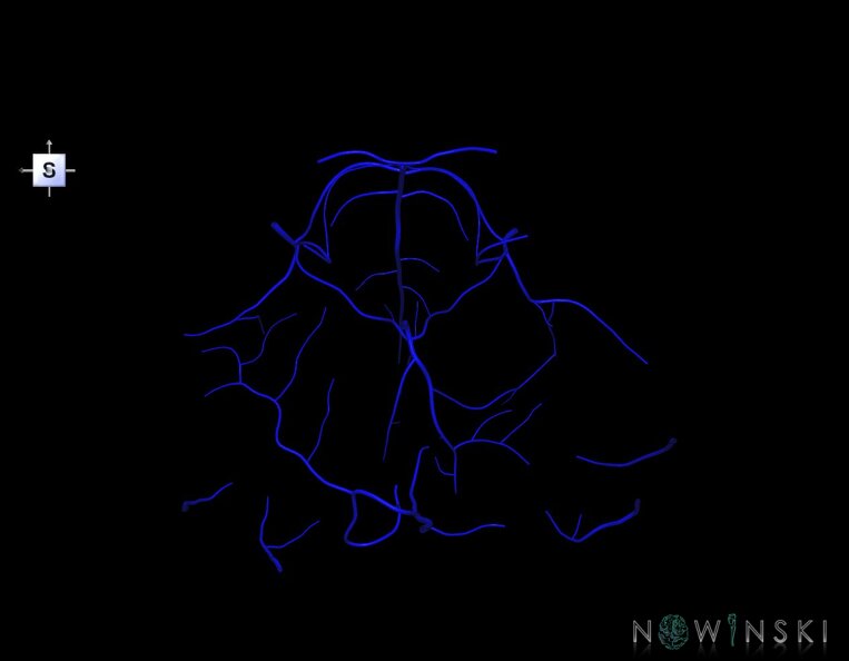 G1.T16.7.V5.C1.L0.Posterior_fossa_veins.tiff
