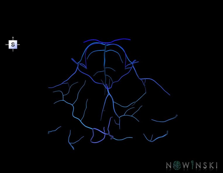 G1.T16.7.V5.C2.L0.Posterior_fossa_veins.tiff
