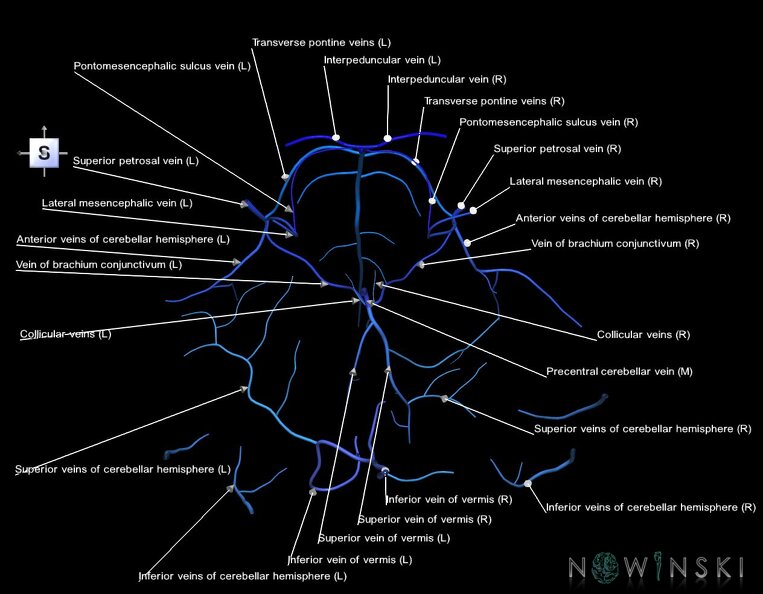 G1.T16.7.V5.C2.L1.Posterior_fossa_veins.tiff