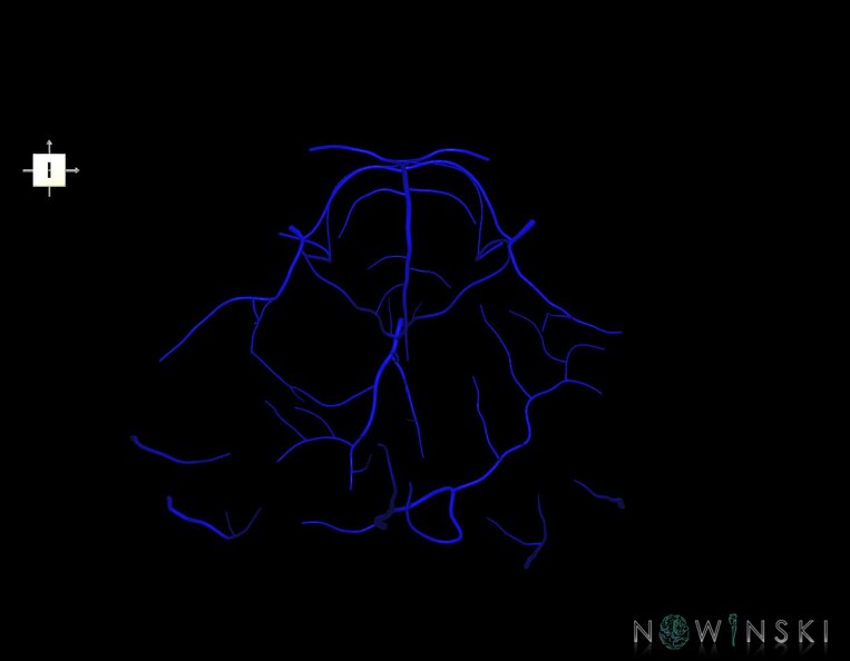 G1.T16.7.V6.C1.L0.Posterior_fossa_veins.tiff