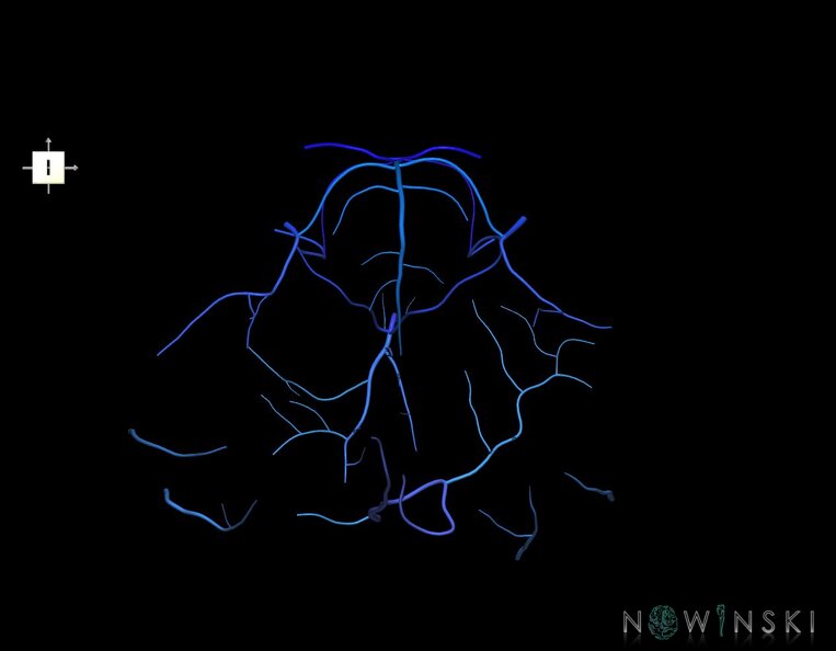G1.T16.7.V6.C2.L0.Posterior_fossa_veins.tiff