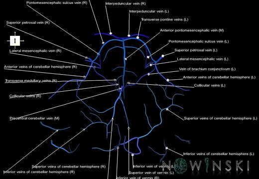 G1.T16.7.V6.C2.L1.Posterior fossa veins