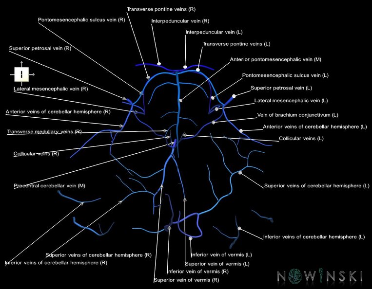 G1.T16.7.V6.C2.L1.Posterior_fossa_veins.tiff