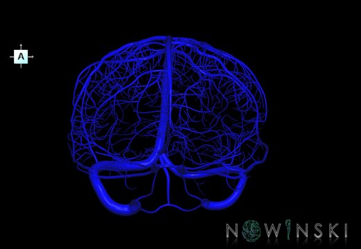 G1.T16.8.V1.C1.L0.Dural sinuses-Superficial cerebral veins