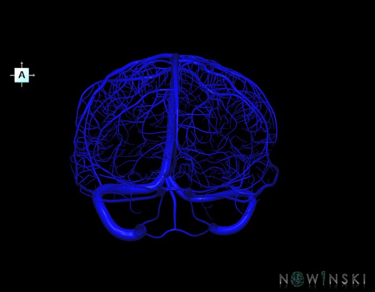 G1.T16.8.V1.C1.L0.Dural_sinuses-Superficial_cerebral_veins.tiff