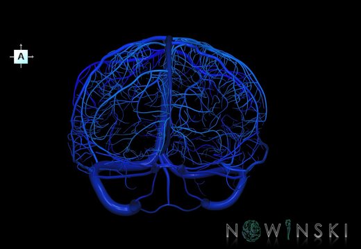 G1.T16.8.V1.C2.L0.Dural sinuses-Superficial cerebral veins