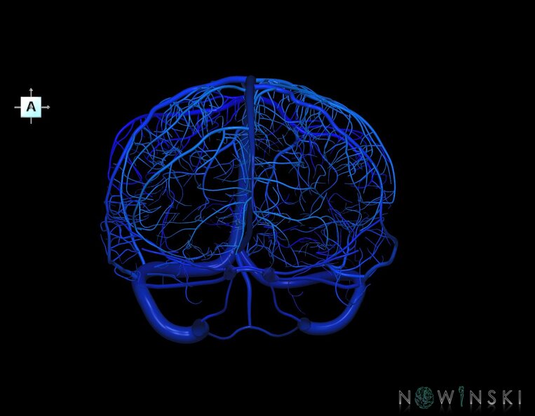G1.T16.8.V1.C2.L0.Dural_sinuses-Superficial_cerebral_veins.tiff