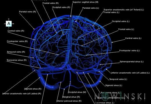 G1.T16.8.V1.C2.L1.Dural sinuses-Superficial cerebral veins