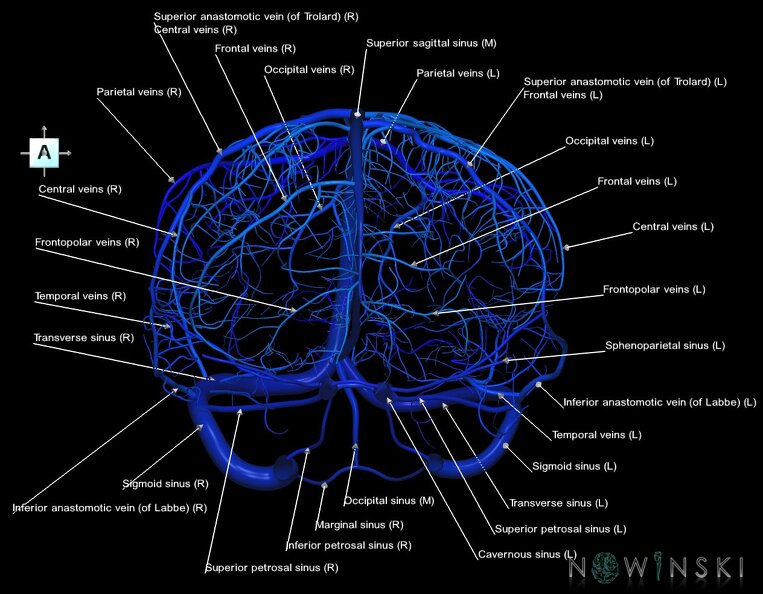 G1.T16.8.V1.C2.L1.Dural_sinuses-Superficial_cerebral_veins.tiff