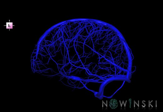 G1.T16.8.V2.C1.L0.Dural sinuses-Superficial cerebral veins
