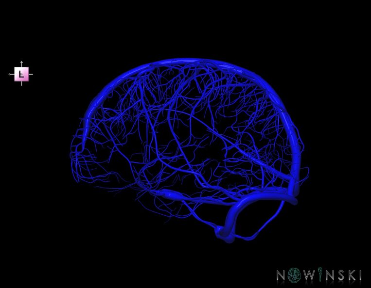 G1.T16.8.V2.C1.L0.Dural_sinuses-Superficial_cerebral_veins.tiff