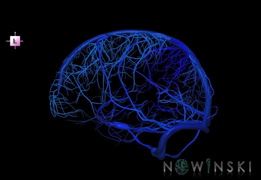 G1.T16.8.V2.C2.L0.Dural sinuses-Superficial cerebral veins
