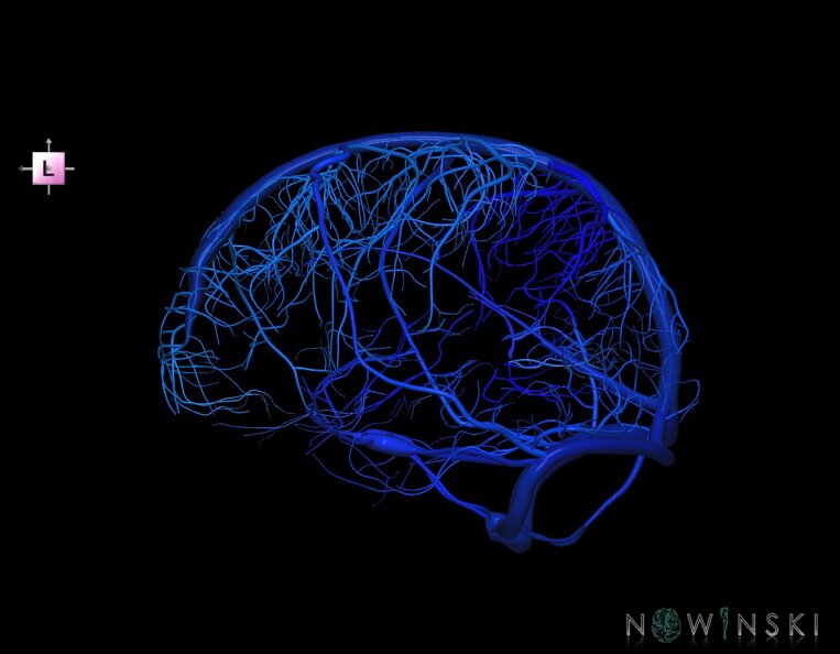 G1.T16.8.V2.C2.L0.Dural_sinuses-Superficial_cerebral_veins.tiff