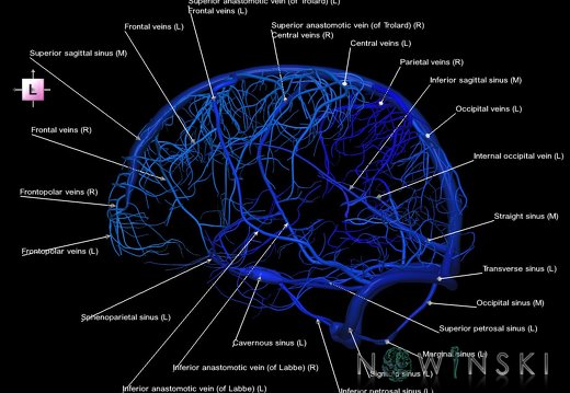 G1.T16.8.V2.C2.L1.Dural sinuses-Superficial cerebral veins