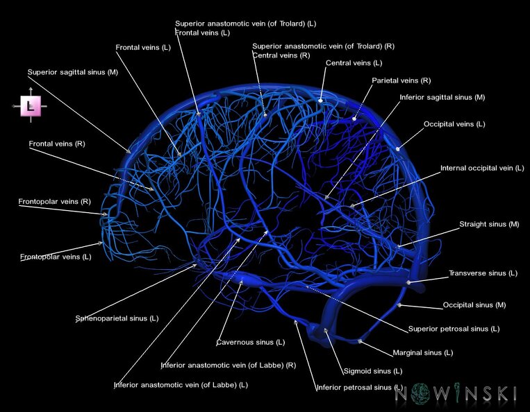 G1.T16.8.V2.C2.L1.Dural_sinuses-Superficial_cerebral_veins.tiff