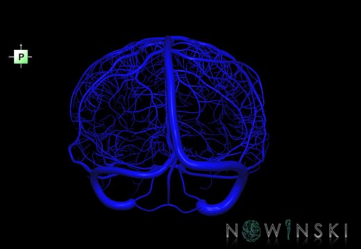 G1.T16.8.V3.C1.L0.Dural sinuses-Superficial cerebral veins