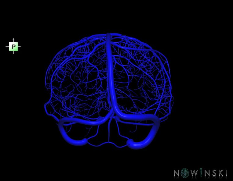 G1.T16.8.V3.C1.L0.Dural_sinuses-Superficial_cerebral_veins.tiff