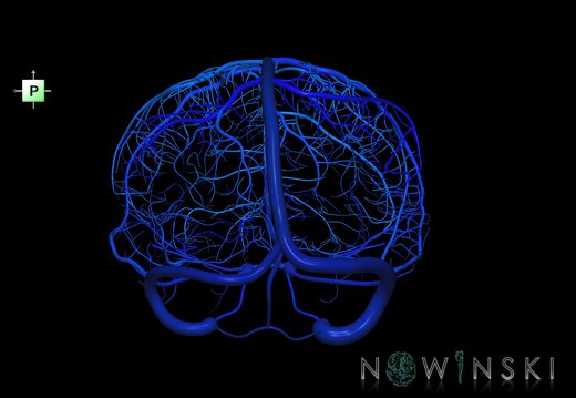 G1.T16.8.V3.C2.L0.Dural sinuses-Superficial cerebral veins