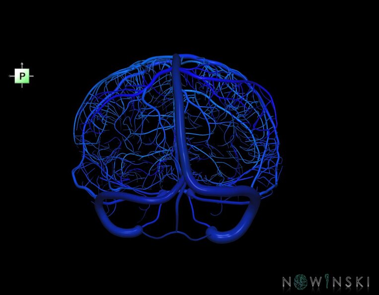 G1.T16.8.V3.C2.L0.Dural_sinuses-Superficial_cerebral_veins.tiff