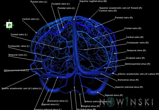 G1.T16.8.V3.C2.L1.Dural sinuses-Superficial cerebral veins