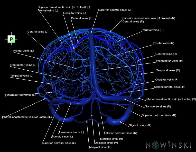 G1.T16.8.V3.C2.L1.Dural_sinuses-Superficial_cerebral_veins.tiff