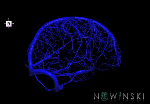 G1.T16.8.V4.C1.L0.Dural sinuses-Superficial cerebral veins