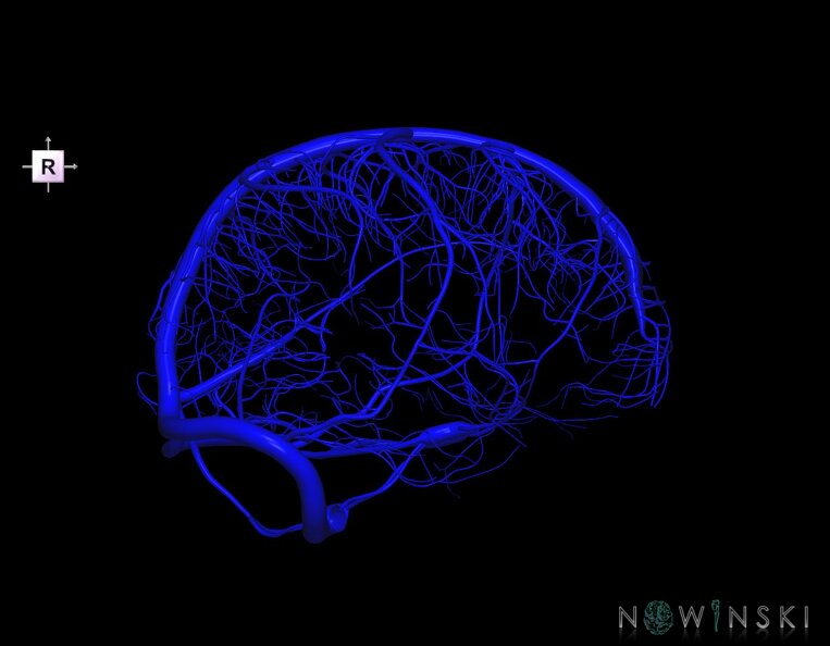 G1.T16.8.V4.C1.L0.Dural_sinuses-Superficial_cerebral_veins.tiff