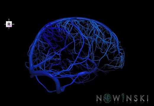 G1.T16.8.V4.C2.L0.Dural sinuses-Superficial cerebral veins