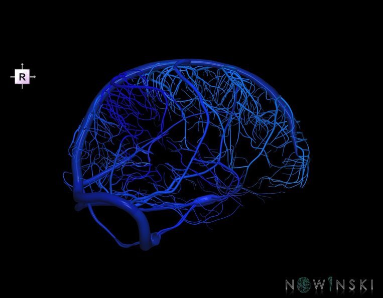 G1.T16.8.V4.C2.L0.Dural_sinuses-Superficial_cerebral_veins.tiff